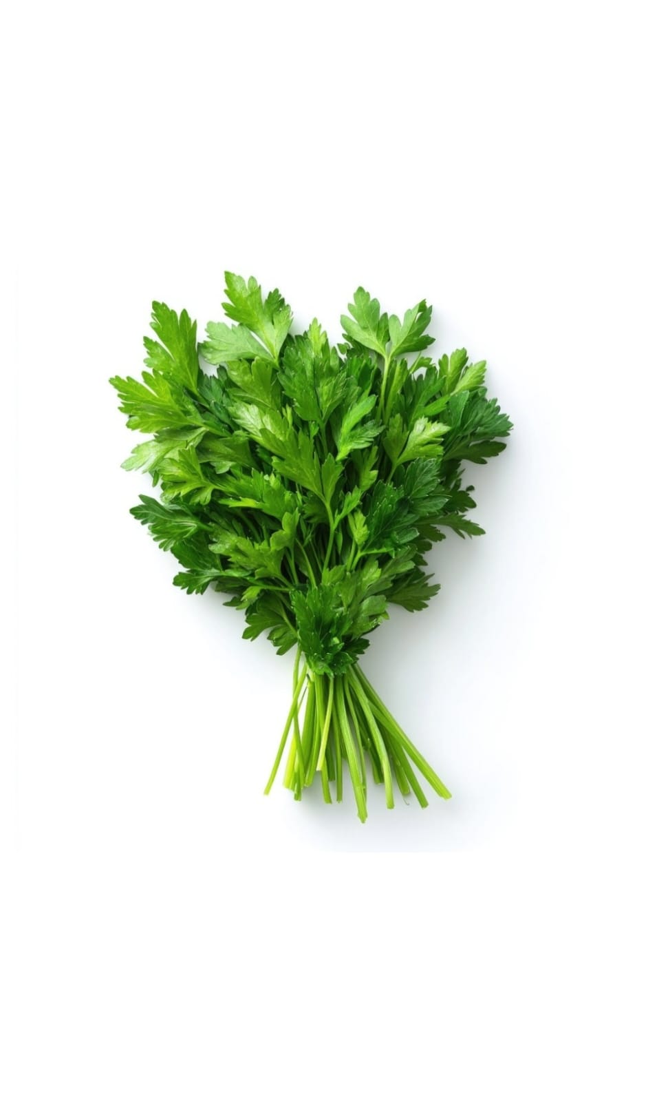 FRESH PARSLEY SINGLE BUNCH 1X1