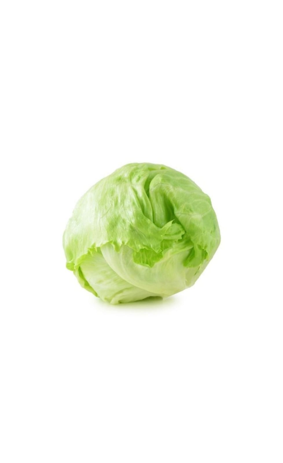 ICEBERG LETTUCE 1X10-12